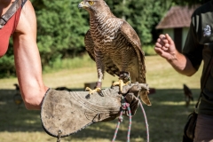 dsc_9071_20180705_1291107477