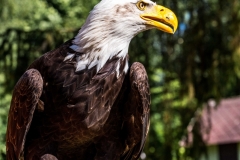 dsc_9333_20180705_1541489430