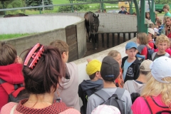 zokej-vana-kone-v-treninku_20120102_1605283380